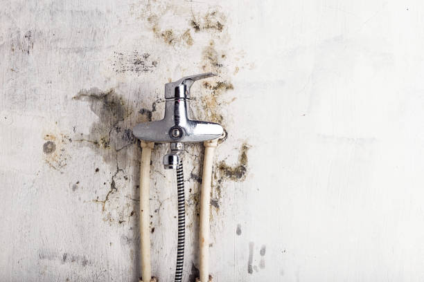 Mold Removal Process in Cumberland, KY