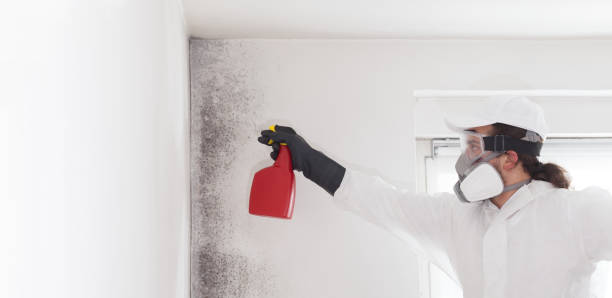 Best Mold Inspection  in Cumberland, KY