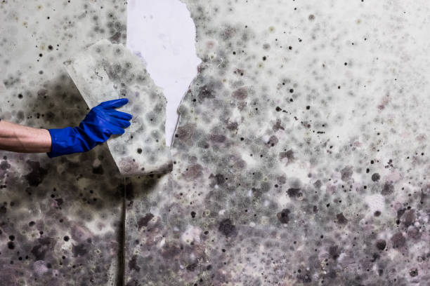 Best Mold Testing  in Cumberland, KY
