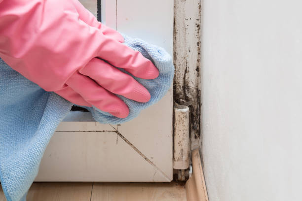 Best Crawl Space Mold Removal  in Cumberland, KY